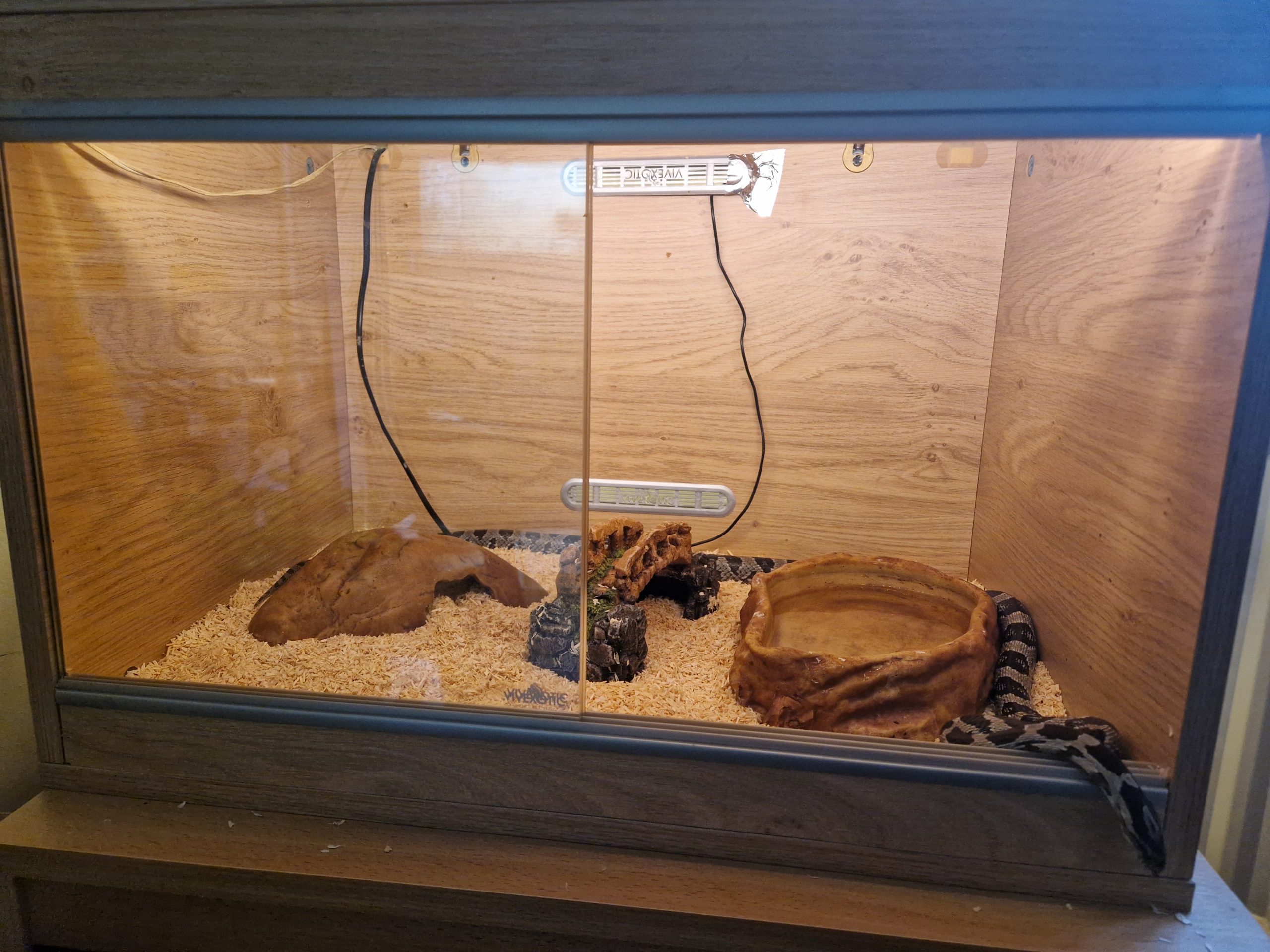 Anerythristic female corn snake 4ft | Reptiles for Sale UK