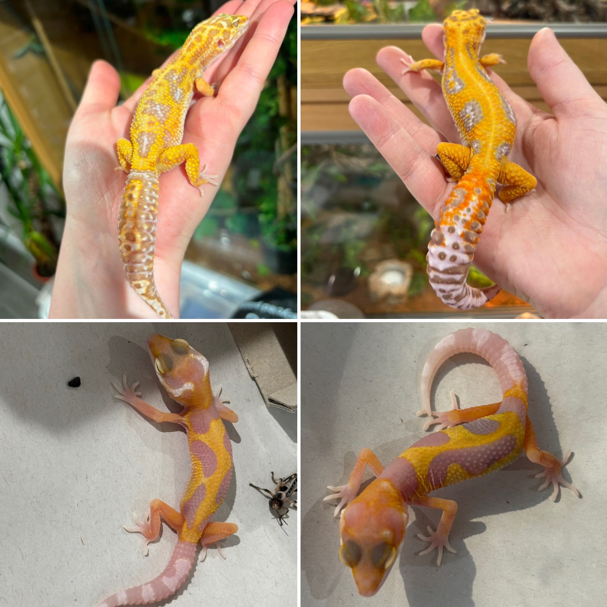 4 x CB24 Jungle Albino Leopard Gecko babies AVAILABLE JAN/FEB 2025