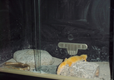 Leopard Gecko with ViveExotic Vivarium/Accessories – Full Set Up