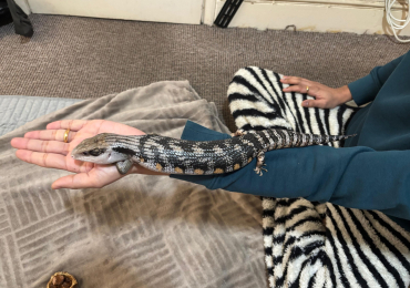 Blue-Tongued Skink + Home made Vivarium / Full Setup – £350 Ono