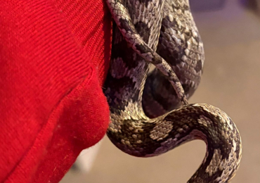 Anery Cornsnake for Sale