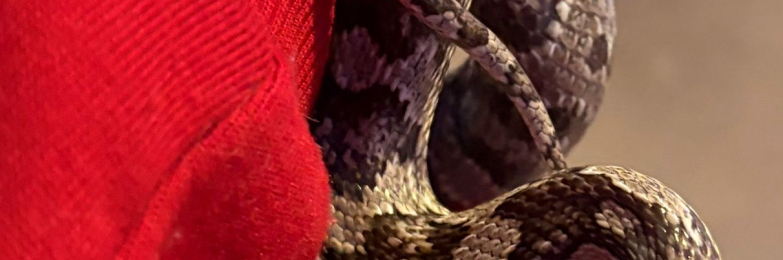 Anery Cornsnake for Sale