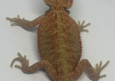 Baby beardies