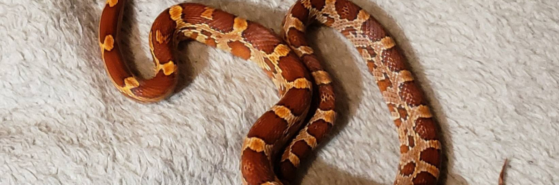 Babies Corn Snakes