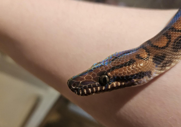 CBB23 Brazilian Rainbow Boa (Male) 271g