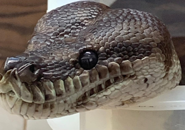 Bredli python