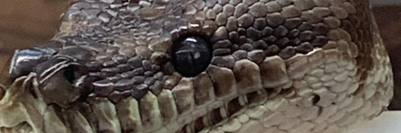 Bredli python