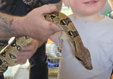 Common boa