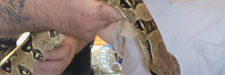 Common boa