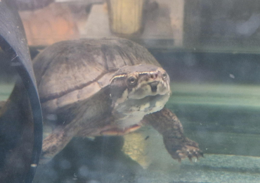 3X Common Musk Turtles 5-6 years old