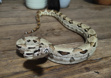 Beautiful male paraglow, 100% anery Boa Constrictor
