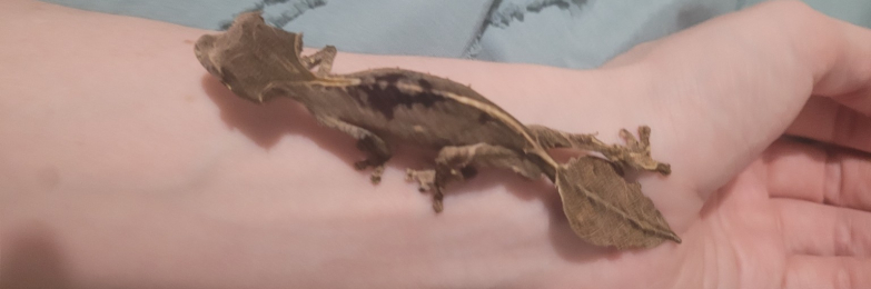 Male Uroplatus phantasticus Satanic Leaf-tailed Geckos