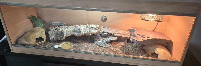 2 leopard geckos and full vivarium setup
