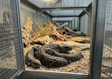 Shingleback Lizard
