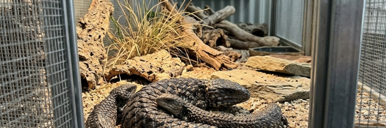 Shingleback Lizard