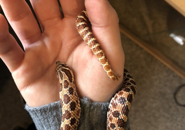 Purple Line Hognose 1.0