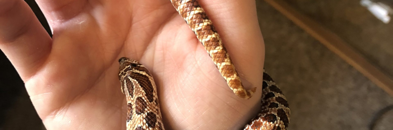 Purple Line Hognose 1.0