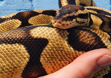 0.1 Pastel Royal Python