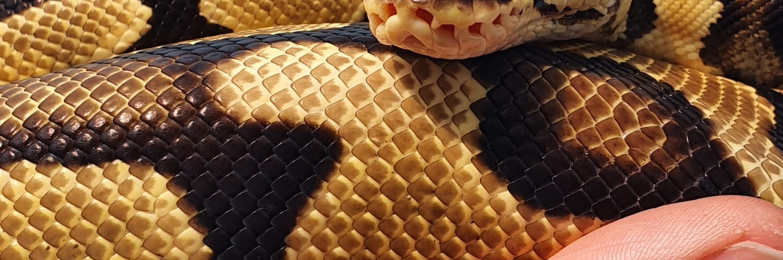 0.1 Pastel Royal Python