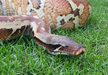 Matrix Blood Python