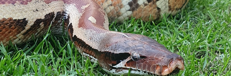 Matrix Blood Python