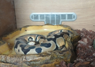 Royal Ball Python 12Months old