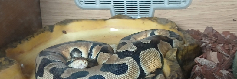 Royal Ball Python 12Months old