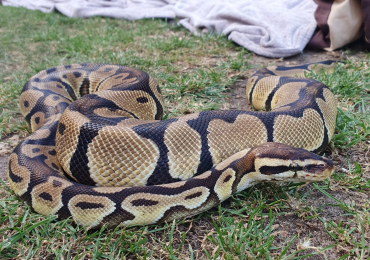 1.0 Pastel Royal Python