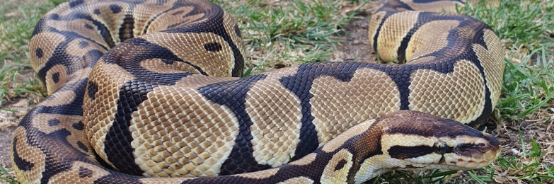 1.0 Pastel Royal Python