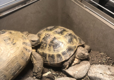 Russian tortoises