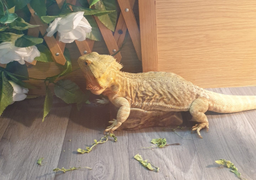 Bearded dragon and set up