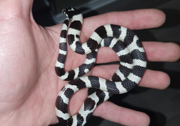 Lovely tamed kingsnake for sale