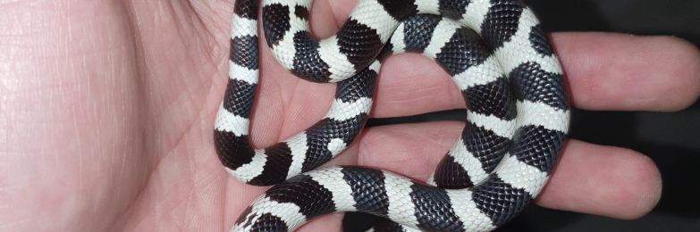 Lovely tamed kingsnake for sale