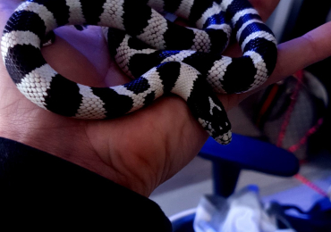 Californian kingsnake for sale