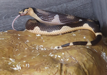 Hybrid king snake x corn snake