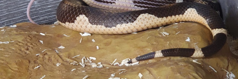 Hybrid king snake x corn snake