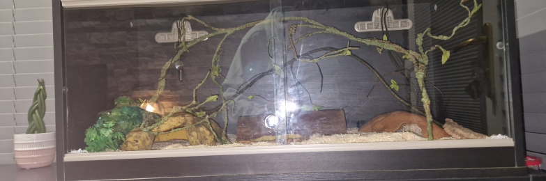 4 year old corn snake and setup for sale, collection only, Shotts