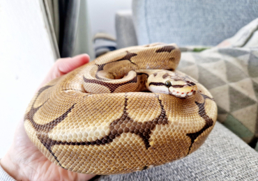 3 Year Old Ball Python With Setup