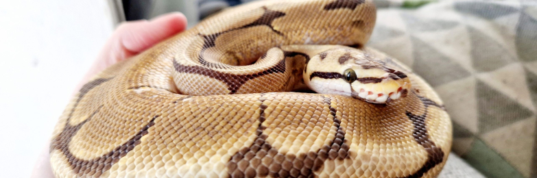 3 Year Old Ball Python With Setup