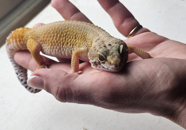 Adult Leopard Gecko with tank and accessories