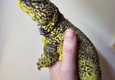 Male Uromastyx nigriventris yellow