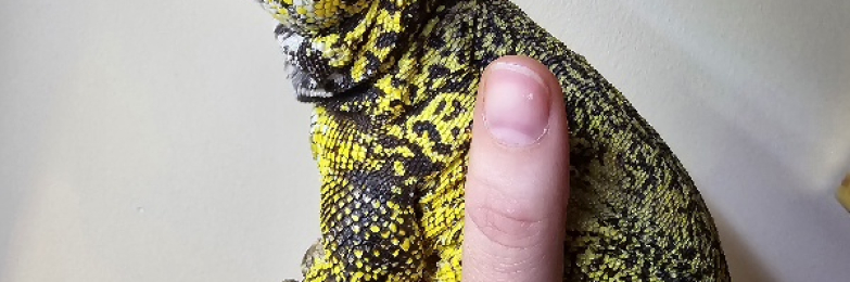 Male Uromastyx nigriventris yellow