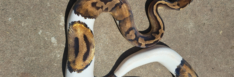 Pied ball python for sale