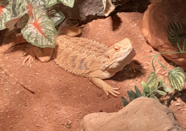 Bearded dragon for sale