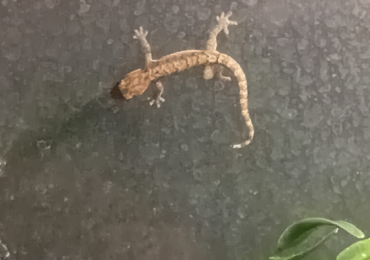 Baby mourning geckos