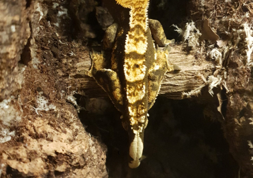 Crested Gecko and Tank