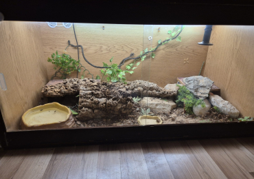 Blue Tongue Skink and setup