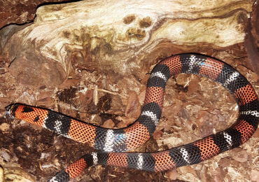 Hognose snakes