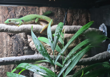 Baby peacock geckos for sale