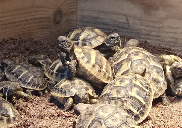 Herman tortoise